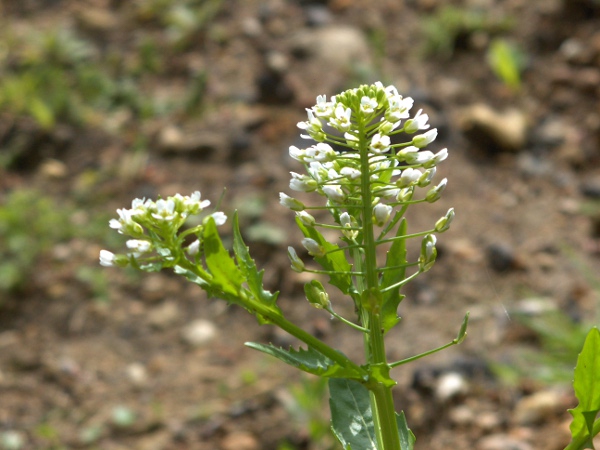 garlic penny-cress / Thlaspi alliaceum