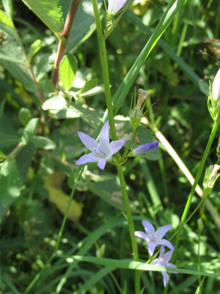 rampion bellflower / Campanula rapunculus: Although the flowers are similar to those of _Campanula patula_, the inflorescence is much narrower in _Campanula rapunculus_.