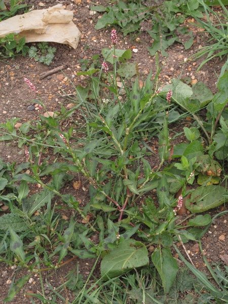 redshank / Persicaria maculosa