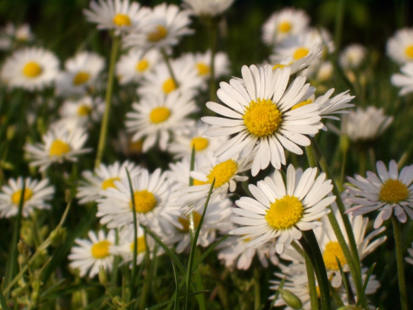 daisy / Bellis perennis: _Bellis perennis_ is a ubiquitous plant of lawns and other close-cropped grasslands in the lowlands.