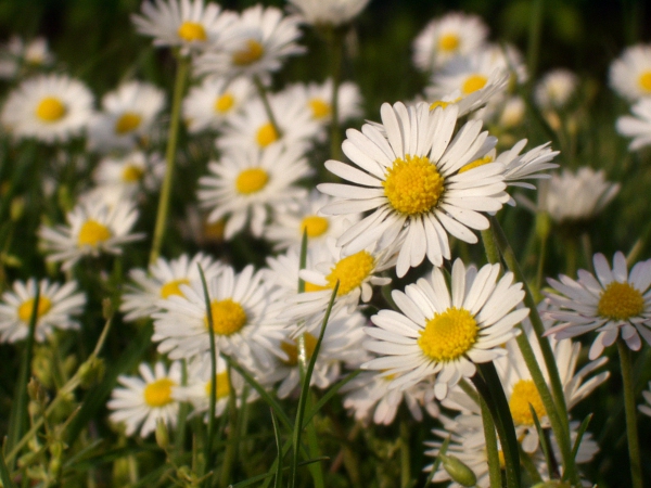 daisy / Bellis perennis