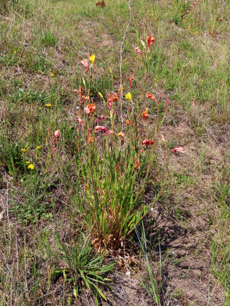 fragrant evening primrose / Oenothera stricta