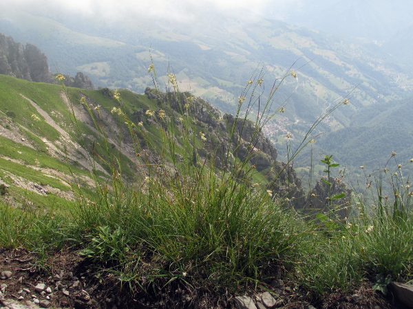 white wood-rush / Luzula luzuloides: _Luzula luzuloides_ is a medium-sized woodrush of acidic upland areas of continental Europe.