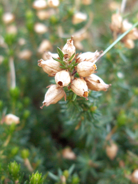 bell heather / Erica cinerea: The capsules of _Erica cinerea_ are hidden within the dried corolla; its leaves are strongly revolute, such that the edges meet under the leaf’s midline.
