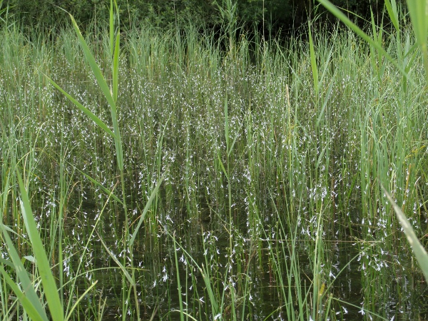 water lobelia / Lobelia dortmanna: _Lobelia dortmanna_ can be dominant in appropriate habitats.