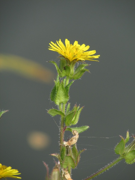 bristly oxtongue / Helminthotheca echioides