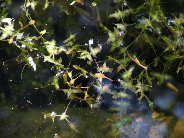ivy-leaved duckweed / Lemna trisulca: _Lemna trisulca_ is unusual in holding its leaves below the water surface.