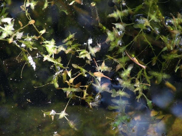 ivy-leaved duckweed / Lemna trisulca: _Lemna trisulca_ is unusual in holding its leaves below the water surface.