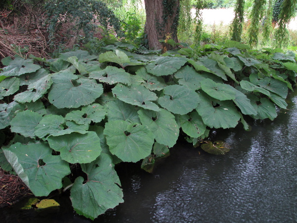 giant butterbur / Petasites japonicus: _Petasites japonicus_ is rightly named the giant butterbur; its leaves can reach several feet across.