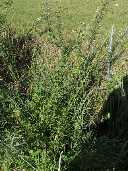 fen ragwort / Jacobaea paludosa