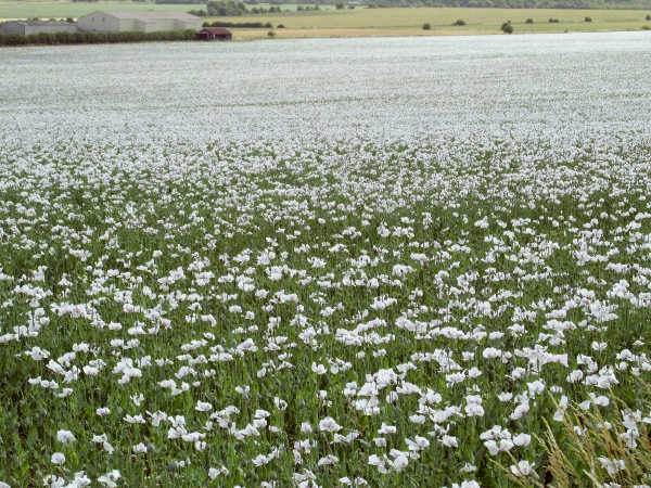 opium poppy / Papaver somniferum: Opium poppies have been grown commercially in the UK since 2003, for the production of pharmaceuticals.