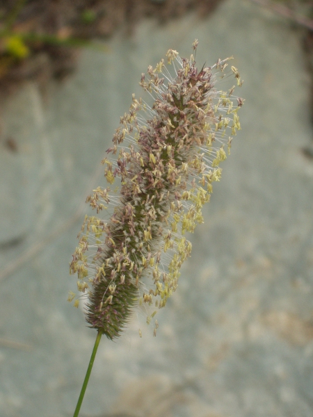 timothy / Phleum pratense: Inflorescence