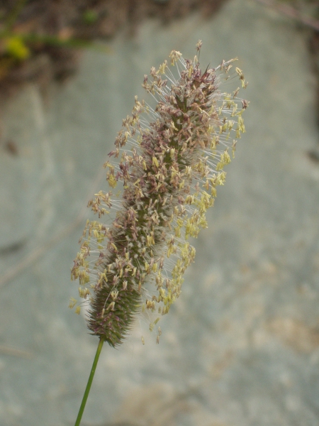 timothy / Phleum pratense: Inflorescence