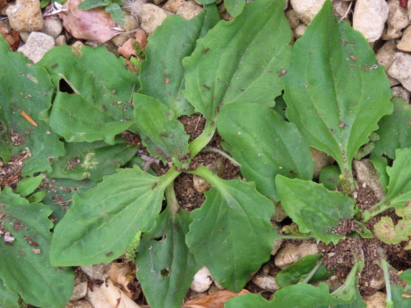 greater plantain / Plantago major: In contrast to _Plantago major_ subsp. _major_, _P. major_ subsp. _intermedia_ has narrower leaves, with fewer veins, that have wavy lobes towards the base; it also has a greater number of smaller seeds per fruit and a less upright inflorescence.