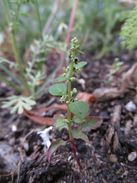many-seeded goosefoot / Lipandra polysperma: _Lipandra polysperma_ is a common weed of arable fields and waste ground.