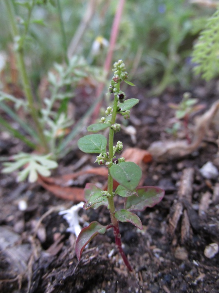 many-seeded goosefoot / Lipandra polysperma