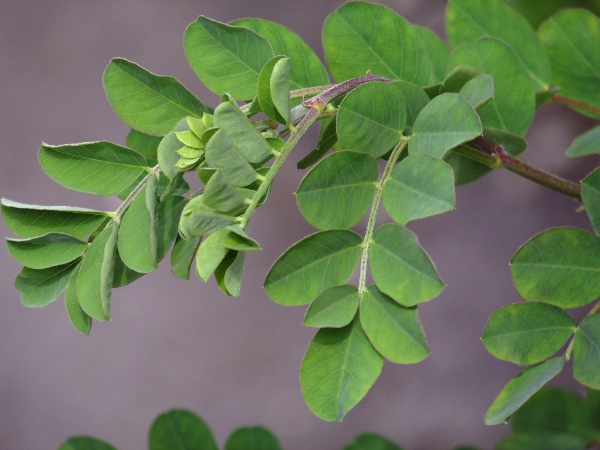 bladder senna / Colutea arborescens: The leaves of _Colutea arborescens_ are slightly hairy, especially along the rachis.