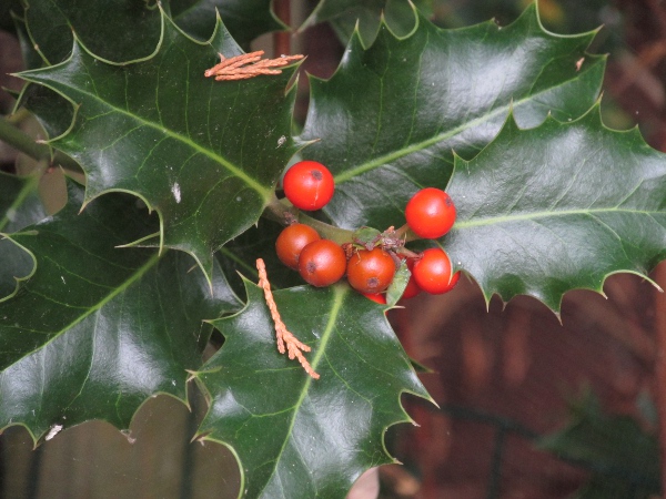 holly / Ilex aquifolium: Fruit