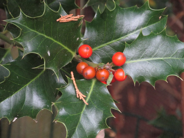 holly / Ilex aquifolium