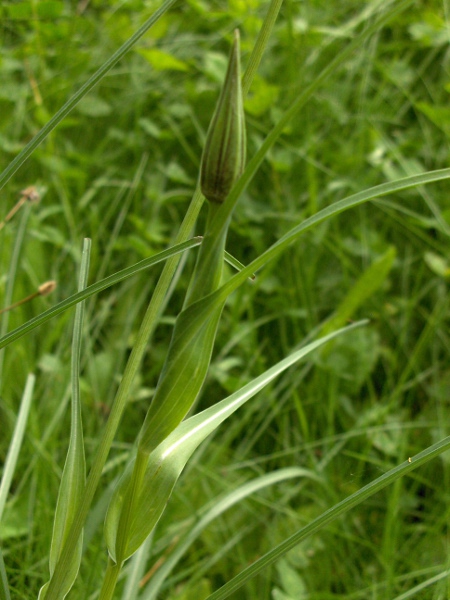 goat’s-beard / Tragopogon pratensis