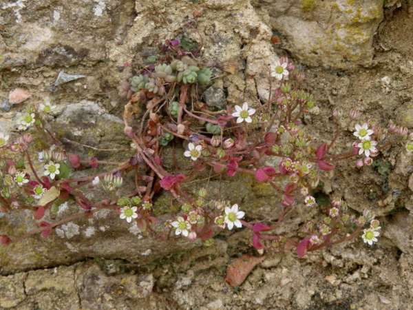 thick-leaved stonecrop / Sedum dasyphyllum