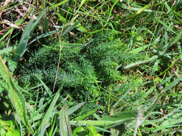 wild asparagus / Asparagus prostratus: _Asparagus prostratus_ is a rare and easily overlooked coastal plant of south-west England, south-west Wales and south-east Ireland.