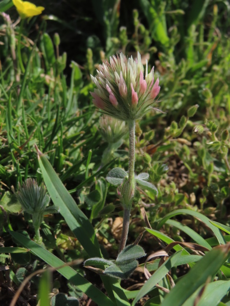 crimson clover / Trifolium incarnatum: _Trifolium incarnatum_ subsp. _molinerii_ is native to the Lizard Peninsula (VC1); it has pale pink flowers at the base of the inflorescence, fading to white at the apex (this inflorescence is unusually short).