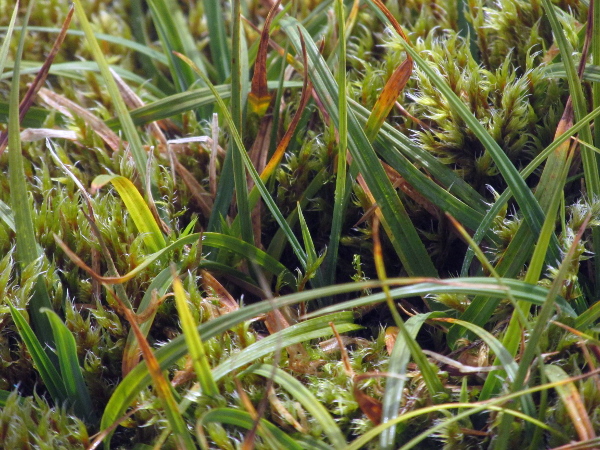 stiff sedge / Carex bigelowii: In _Carex bigelowii_, unlike _Carex nigra_, the stomata are all on the densely papillose undersides of the leaves, and the ligules are acute, not rounded.