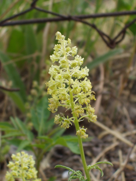 wild mignonette / Reseda lutea: _Reseda lutea_ has 6 petals per flower, whereas _Reseda luteola_ has 4.