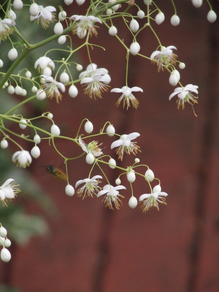 Chinese meadow-rue / Thalictrum delavayi: _Thalictrum delavayi_ is unusual among _Thalictrum_ species in having conspicuous sepals.