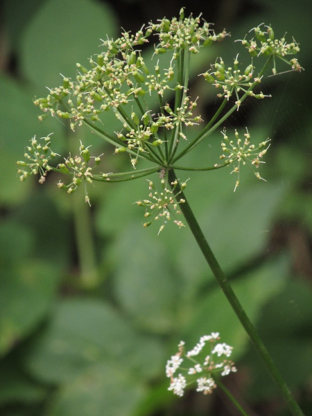 ground elder / Aegopodium podagraria: The fruits of _Aegopodium podagraria_ are only 3–4 mm long, with narrow ridges along their length.