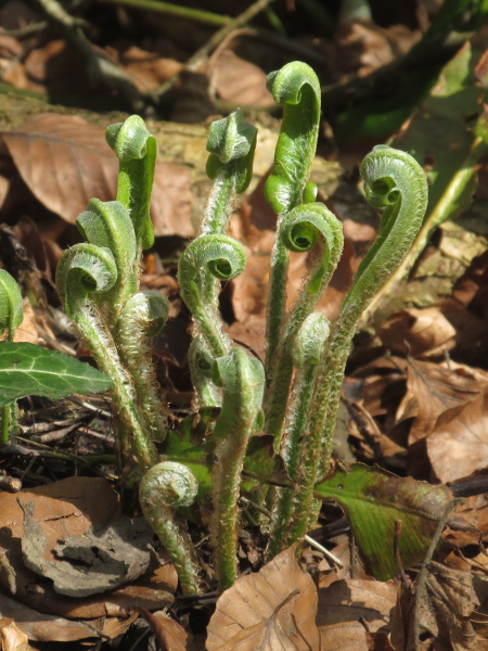 hart’s-tongue fern / Asplenium scolopendrium: Especially when young, the leaves of _Asplenium scolopendium_ are covered in long, pale scales.