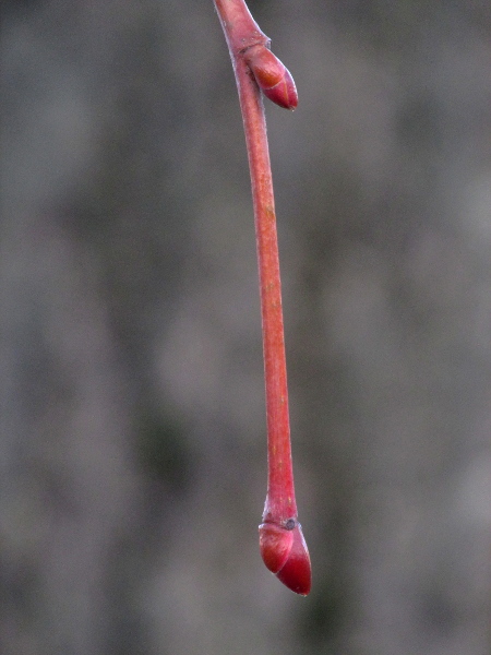 lime / Tilia × europaea: Lime trees have asymmetrical, 3-scaled and often red-coloured buds.