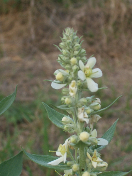 white mullein / Verbascum lychnitis: The powdery leaves separate _Verbascum lychnitis_ and _Verbascum pulverulentum_ from other _Verbascum_ species in the British Isles. _Verbascum lychnitis_ is usually white-flowering.