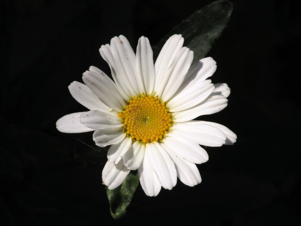 Shasta daisy / Leucanthemum × superbum: _Leucanthemum_ × _superbum_ is a garden hybrid between two continental European species; it has larger flower-heads than _Leucanthemum vulgare_.