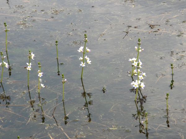 water violet / Hottonia palustris: Habitus