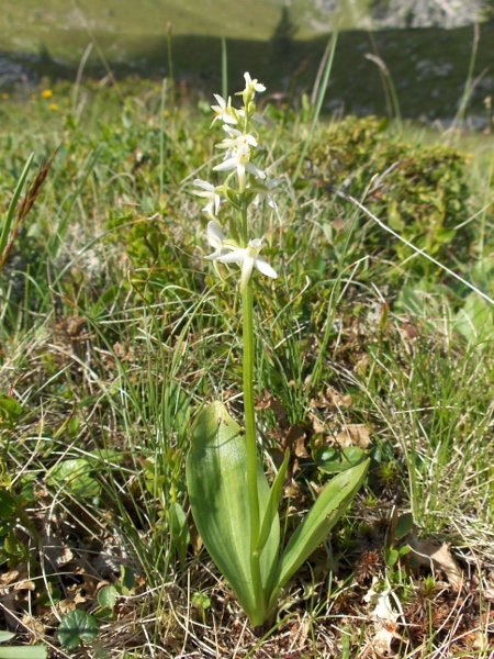 lesser butterfly-orchid / Platanthera bifolia: _Platanthera bifolia_ is a widespread but local species of woodland and heaths.