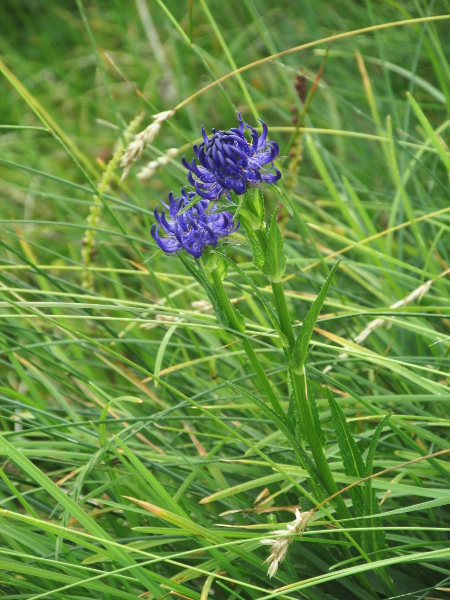 round-headed rampion / Phyteuma orbiculare: _Phyteuma orbiculare_ grows in chalk downland in the North Downs, South Downs and Marlborough Downs.