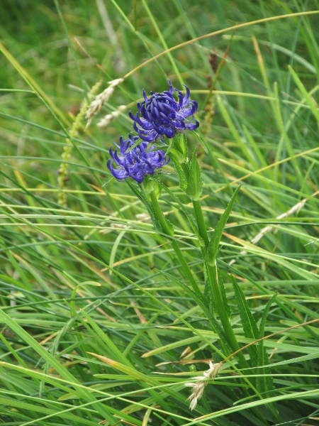 round-headed rampion / Phyteuma orbiculare