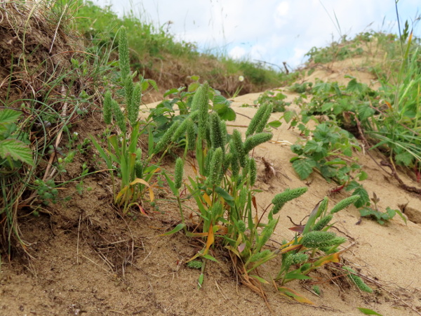 sand cat’s-tail / Phleum arenarium: _Phleum arenarium_ grows in sand dunes (and some sandy sites inland).