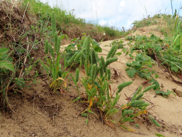 sand cat’s-tail / Phleum arenarium