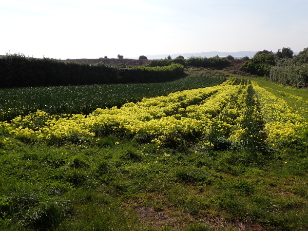 Bermuda buttercup / Oxalis pes-caprae: _Oxalis pes-caprae_ is a conspicuous weed of bulb-fields in the Isles of Scilly (VC1).
