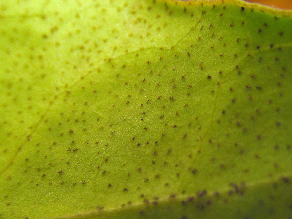 Persian ivy / Hedera colchica