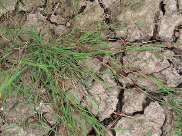 creeping bent / Agrostis stolonifera