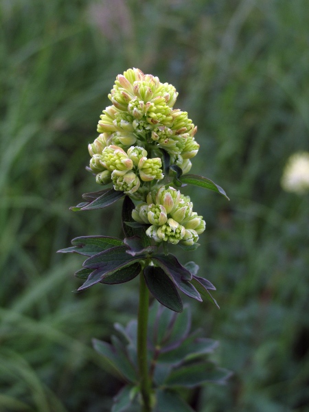 common meadow-rue / Thalictrum flavum: The colouration is more apparent before anthesis.