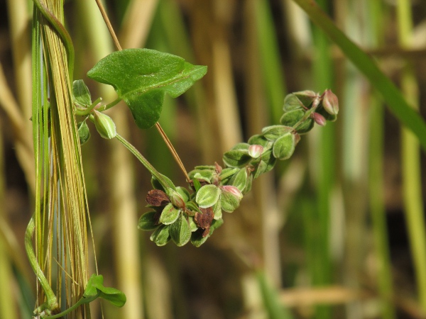 black bindweed / Fallopia convolvulus