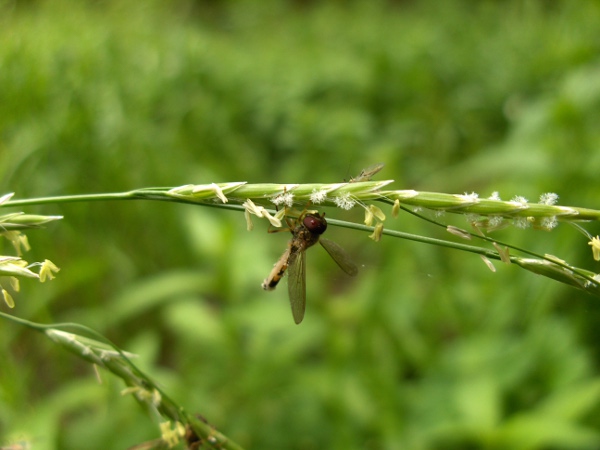 floating sweet-grass / Glyceria fluitans: Spikelets