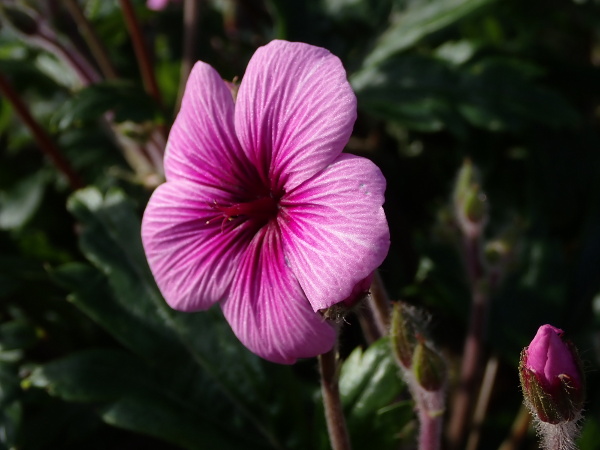 giant herb Robert / Geranium maderense: The flowers of _Geranium maderense_ are more than 30&nbsp;mm across, with a similar colouration to those of _Malva arborea_.