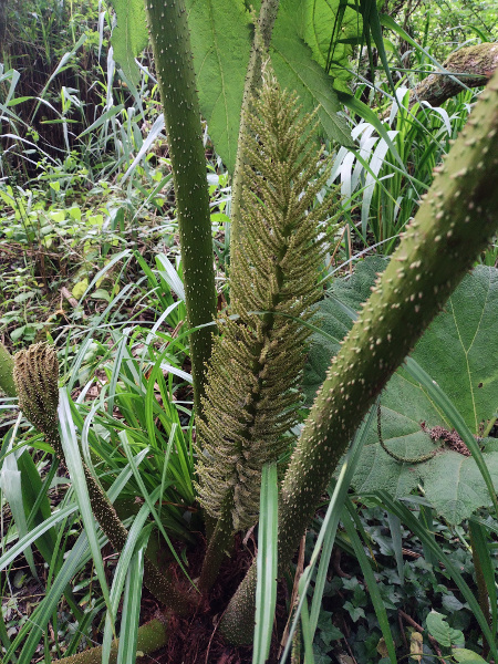 giant rhubarb / Gunnera tinctoria: _Gunnera tinctoria_ is a huge herb from South America; its enormous leaves have pointed lobes, rather than the more rounded lobes in _G. manicata_.