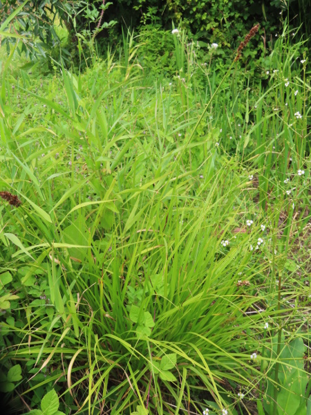 true fox sedge / Carex vulpina: _Carex vulpina_ is a rare sedge, mostly found in base-rich flood-plains in southern England; it was long confused with the much more common _C. otrubae_.